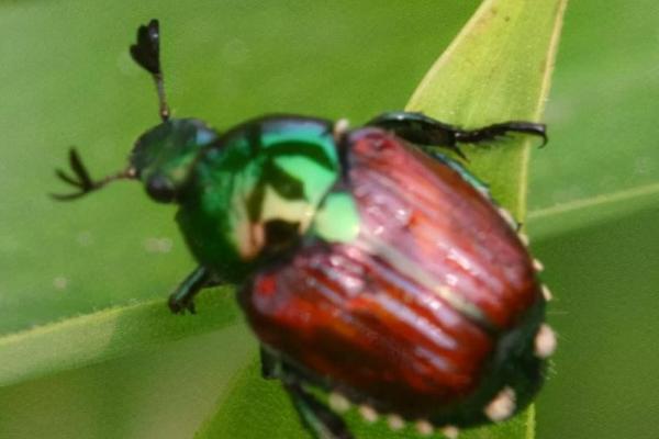 东北大黑金龟子怎么防治,发现成虫可利用黑光灯进行诱杀