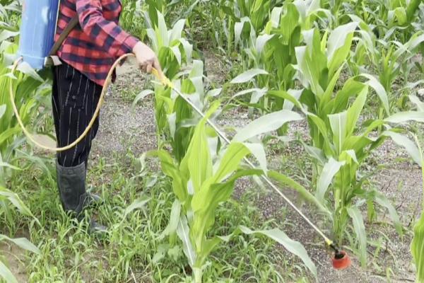 东北大黑金龟子怎么防治,发现成虫可利用黑光灯进行诱杀