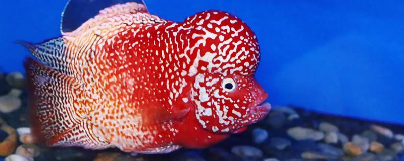 罗汉鱼一直倒立是什么原因