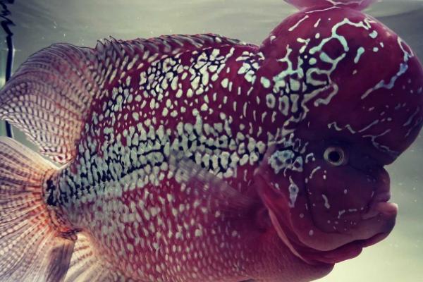 罗汉鱼一直倒立是什么原因,可能是水中缺氧、鱼体失鳔等因素所导致