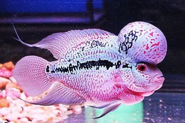 罗汉鱼一直倒立是什么原因,可能是水中缺氧、鱼体失鳔等因素所导致