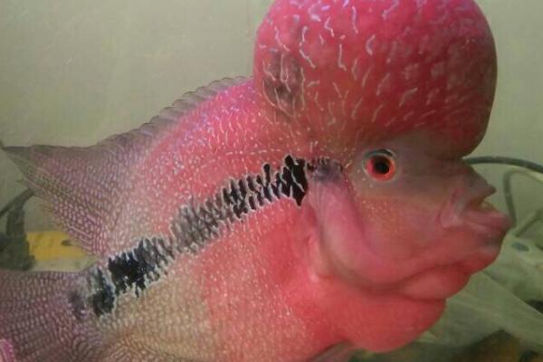 罗汉鱼一直倒立是什么原因,可能是水中缺氧、鱼体失鳔等因素所导致