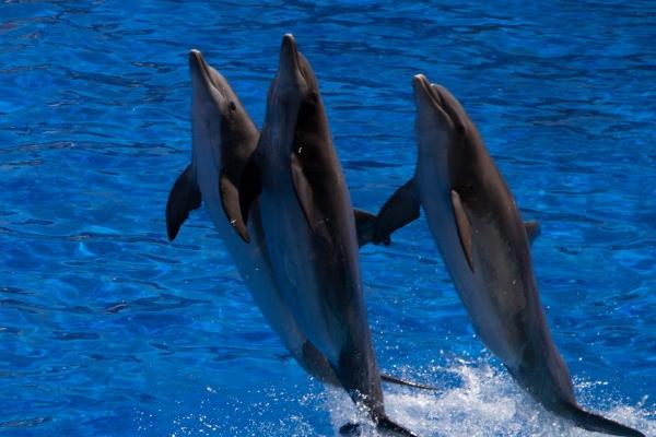 什么是海豚,是一种胎生哺乳动物