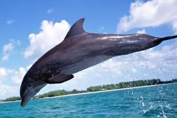 什么是海豚,是一种胎生哺乳动物