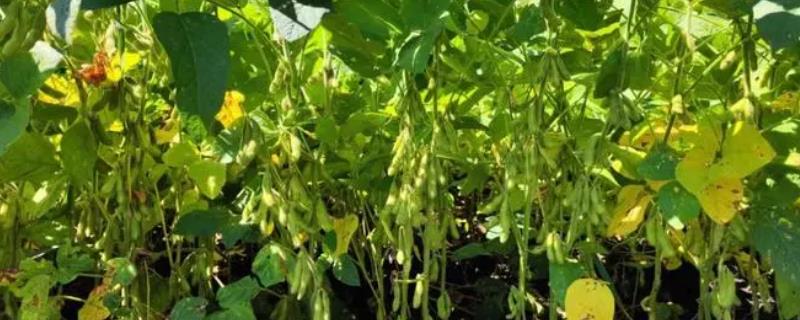 大豆的生长阶段