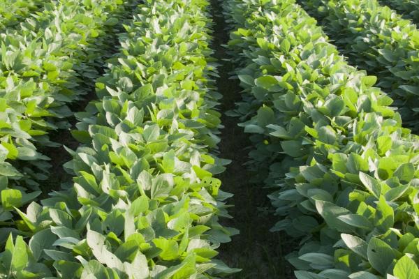 大豆的生长阶段,会经历发芽期、幼苗期、花芽分化期等6个阶段