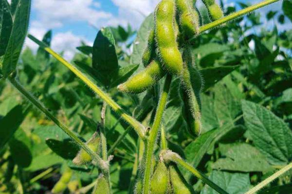 大豆的生长阶段,会经历发芽期、幼苗期、花芽分化期等6个阶段