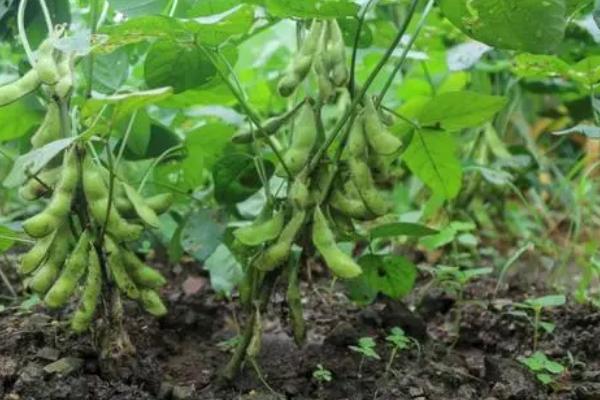 大豆的生长阶段,会经历发芽期、幼苗期、花芽分化期等6个阶段