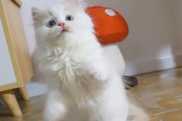 猫耳螨会不会传染,寄生在外耳道内且具有高度传染性