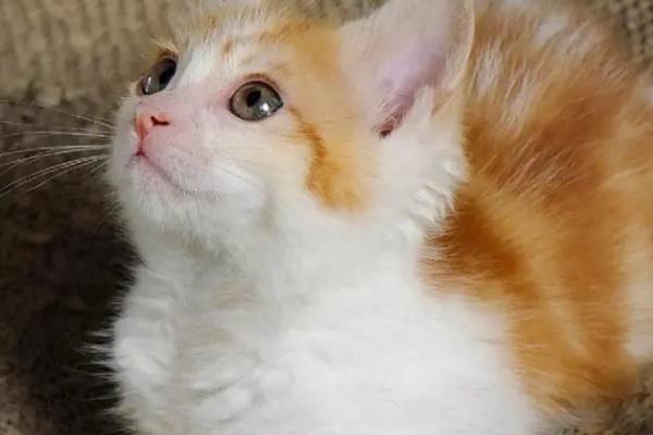 猫耳螨会不会传染,寄生在外耳道内且具有高度传染性