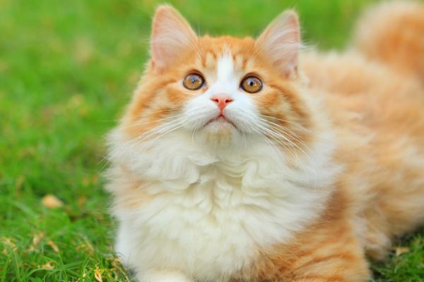 猫耳螨会不会传染,寄生在外耳道内且具有高度传染性