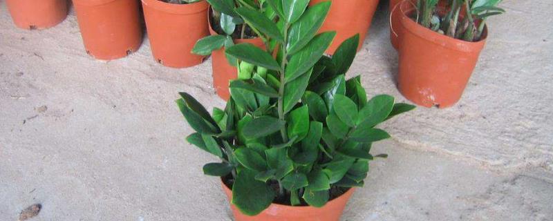 金钱树开花有什么寓意