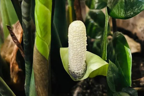 金钱树开花有什么寓意,代表“花开富贵”