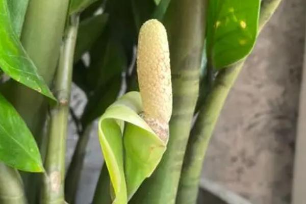 金钱树开花有什么寓意,代表“花开富贵”