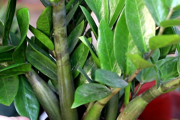 金钱树开花有什么寓意,代表“花开富贵”