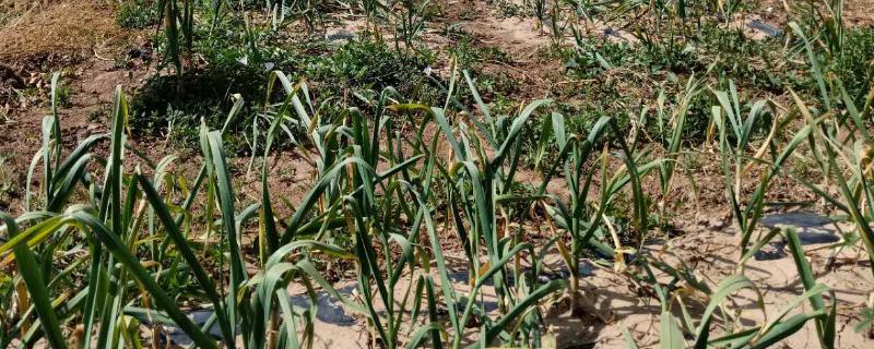 秋天种大蒜怎么套种生姜