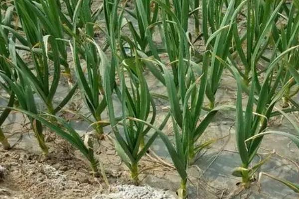 秋天种大蒜怎么套种生姜,每种植4行大蒜可套种2行姜
