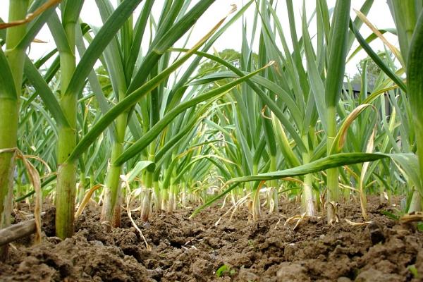 秋天种大蒜怎么套种生姜,每种植4行大蒜可套种2行姜