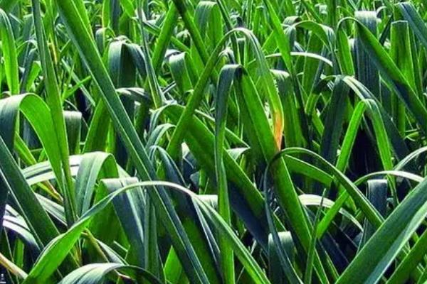 秋天种大蒜怎么套种生姜,每种植4行大蒜可套种2行姜