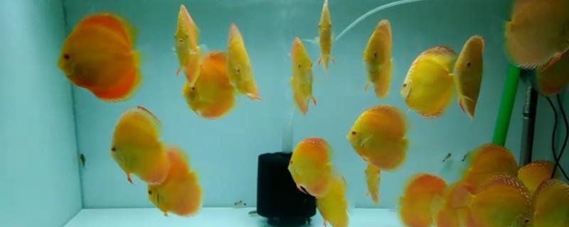 七彩神仙鱼苗怎么饲养