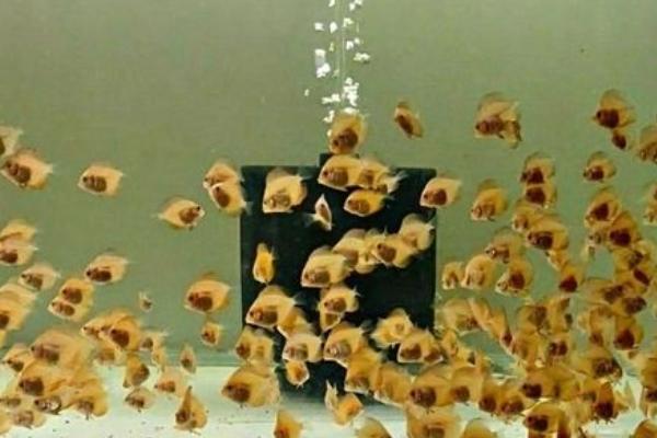 七彩神仙鱼苗怎么饲养,每天需饲喂4-6次