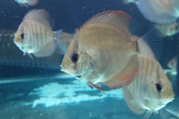 七彩神仙鱼苗怎么饲养,每天需饲喂4-6次