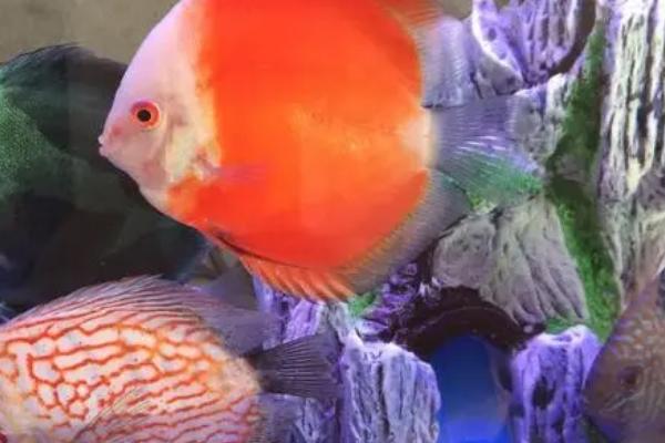 七彩神仙鱼苗怎么饲养,每天需饲喂4-6次