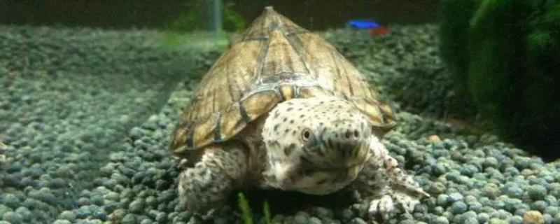 剃刀龟属于热带龟还是冷水龟