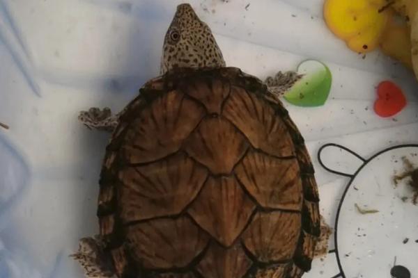 剃刀龟属于热带龟还是冷水龟,属于热带龟、兑水温要求较高