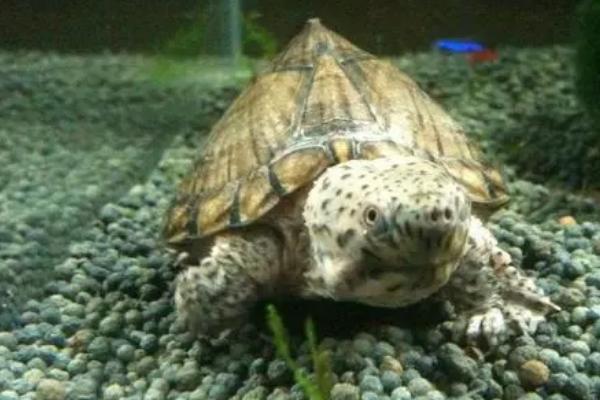 剃刀龟属于热带龟还是冷水龟,属于热带龟、兑水温要求较高