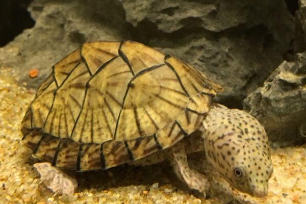 剃刀龟属于热带龟还是冷水龟,属于热带龟、兑水温要求较高