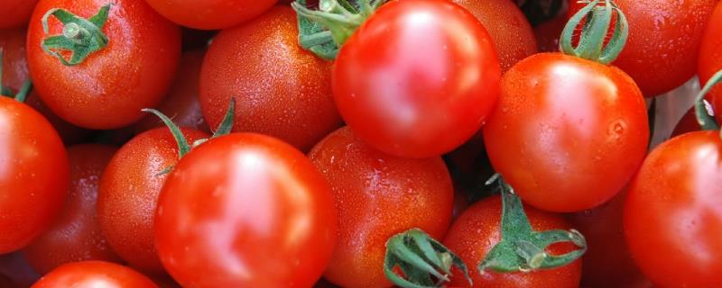大棚番茄怎么防治早衰