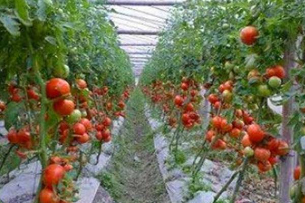 大棚番茄怎么防治早衰,可采取增施有机肥、整枝打杈等措施