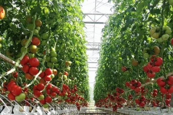 大棚番茄怎么防治早衰,可采取增施有机肥、整枝打杈等措施