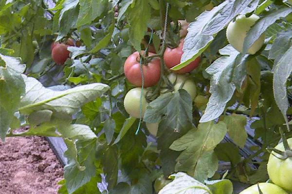 大棚番茄怎么防治早衰,可采取增施有机肥、整枝打杈等措施