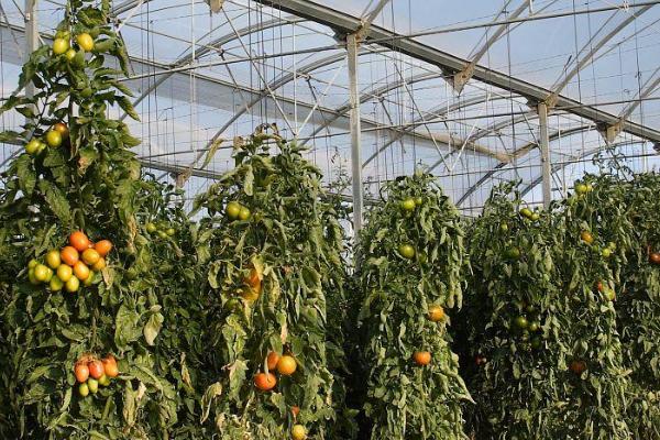 大棚番茄怎么防治早衰,可采取增施有机肥、整枝打杈等措施