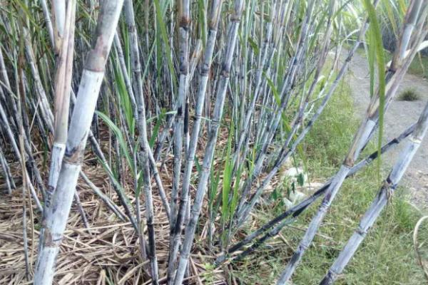 甘蔗的追肥方法,肥料切忌撒在蔗蔸上