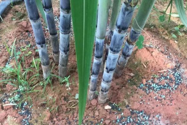 甘蔗的追肥方法,肥料切忌撒在蔗蔸上