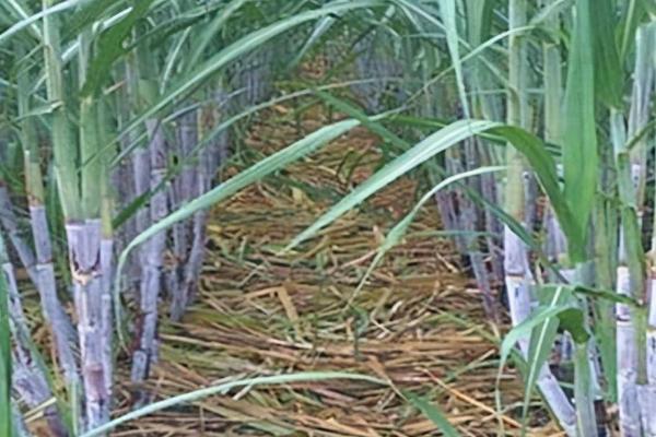 甘蔗的追肥方法,肥料切忌撒在蔗蔸上
