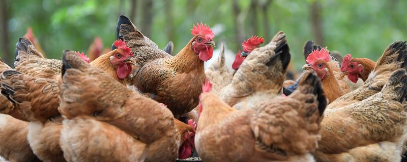 阉鸡和未阉鸡的区别