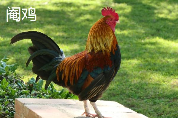 阉鸡和未阉鸡的区别,阉鸡没有繁殖能力、未阉鸡可以正常交配繁殖