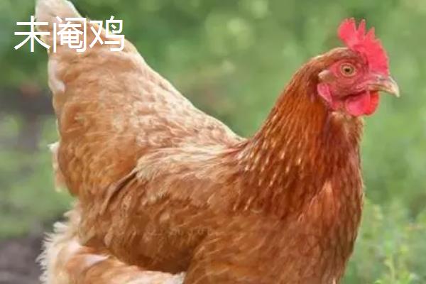 阉鸡和未阉鸡的区别,阉鸡没有繁殖能力、未阉鸡可以正常交配繁殖