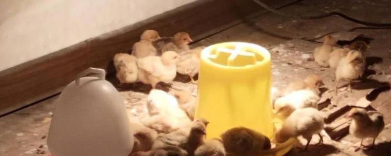 给出壳小鸡保温要用多少瓦的灯泡