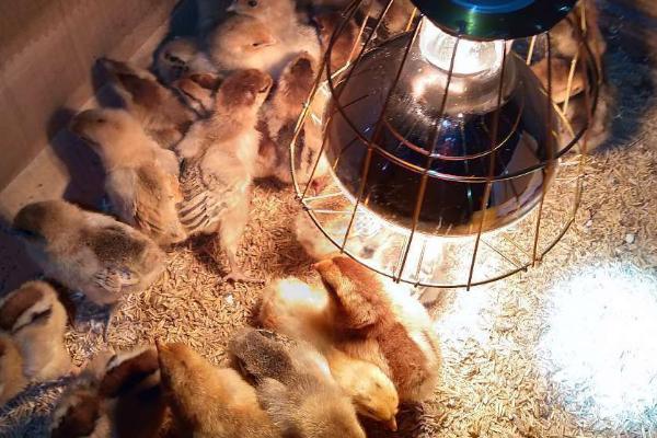 给出壳小鸡保温要用多少瓦的灯泡,使用30瓦的灯泡比较合适