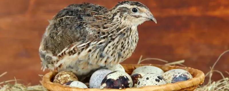 鹌鹑寿命为什么那么短