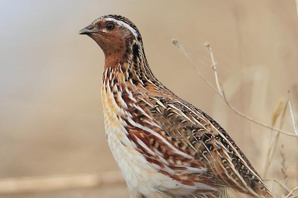 鹌鹑寿命为什么那么短,一般只有2-3年左右