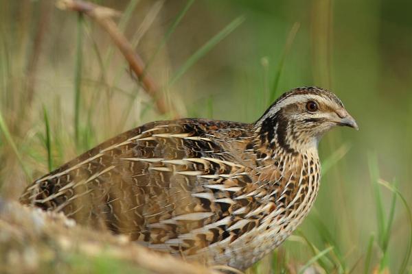 鹌鹑寿命为什么那么短,一般只有2-3年左右