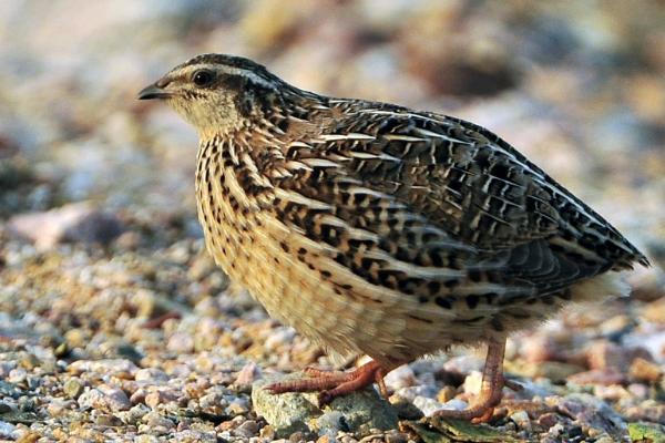 鹌鹑寿命为什么那么短,一般只有2-3年左右