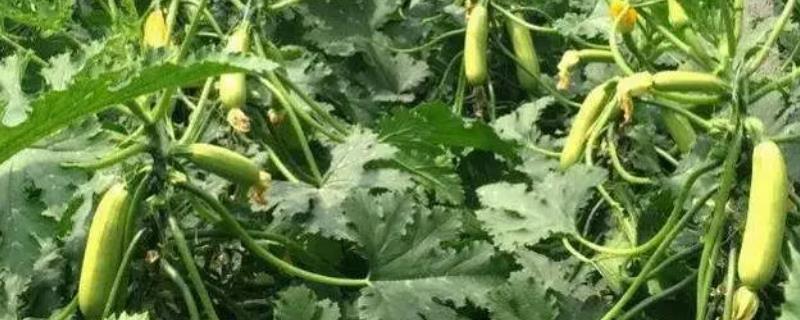 春天种植西葫芦要注意什么