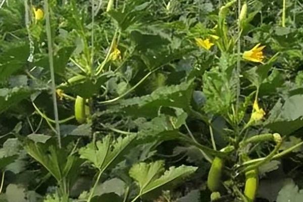 春天种植西葫芦要注意什么,需少施氮肥、做好授粉工作